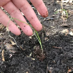 willvine VXI-1274 Hybrid small shallot onion seeds-3000 Seeds Seed image 4