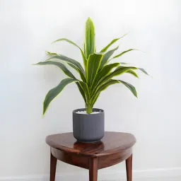 royaloak Dracaena Lime Plant-picture-40