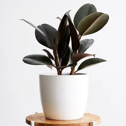 Rubber Tree-image-33
