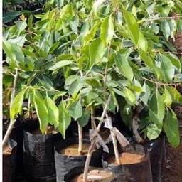 ruflef Jamun Plant-picture-21