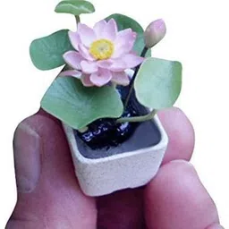 nurseryfriend ™ RDX-1181 Small Bonsai Lotus Hyacinth Seeds Seed-picture-11