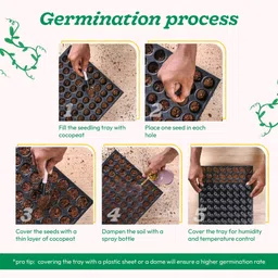 ugaoo Chrysanthemum Flower Seed image 3