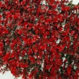 medetai Garden Gnome image 2