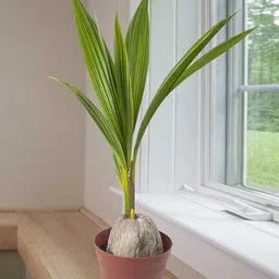 eden of earth Coconut Plant image 4