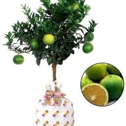 corofitam Orange Plant-picture-16