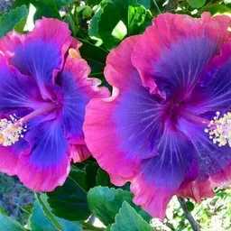 bakuchi Hibiscus Plant-picture-15