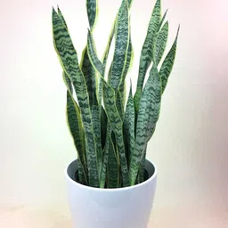 aquinnah Snake Plant-picture-15