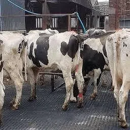 Black Cow Mat Waterproof BPA Free With Raised Edges Mat For Cow, Buffalo & Bull Cow, Dog, Guinea Pig, Hamster, Miniature Pig Pet Mat-image-16