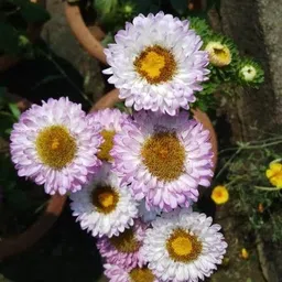 kumubon Chrysanthemums/ Guldavari Plant image 2