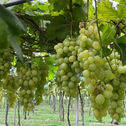 cloud farm Grapes Plant image 2
