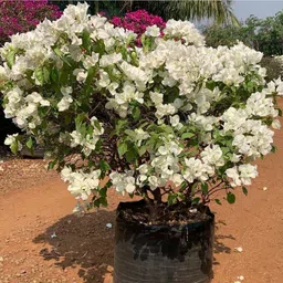 mamoni traders Bougainvillea Plant image 2