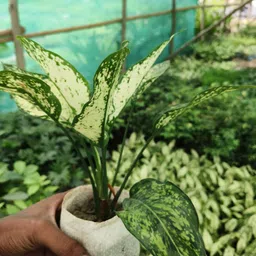 greenyon Aglaonema Plant image 3