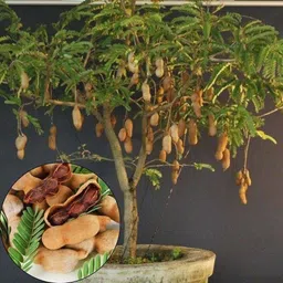 cloud farm Tamarind Plant image 2