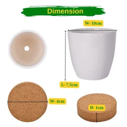 ecofynd Easy Grow It Yourself Dhalia Gardening Kit for Home And Garden image 3