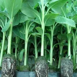 florafusion Banana Plant-picture-12