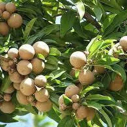 aquinnah Chiku Plant image 3