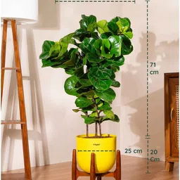 kyari Bambino With Arbor Pot - Yellow image 3