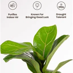 kyari Ficus Lareta/Fiddle Fig Plant With Self Wateringing 4Inch Pot- Green image 4
