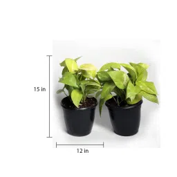 nurturing green Black Scindapsus Gold Large Natural Plant In Fibre Pot image 3