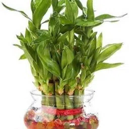 real nature Two Layer Bamboo Plant image 2