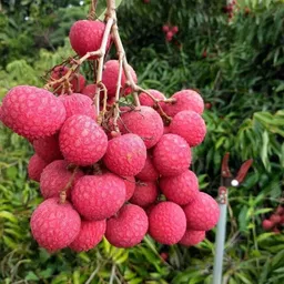 greenfy Litchi Plant-picture-12