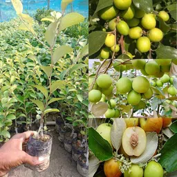 cloud farm Ber Apple Plant image 1