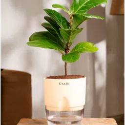 kyari Ficus Lareta/Fiddle Fig Plant With Self Wateringing 4Inch Pot- Cream-picture-13