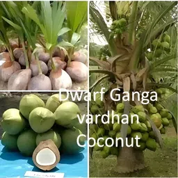 green view Coconut Plant image 2