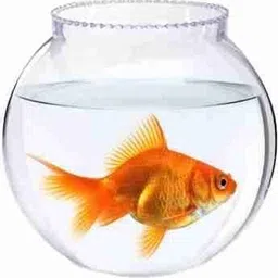 maginato 8 inch coller fish bowl@3 Round Ends Aquarium Tank-picture-16