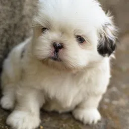 rkdecor 30.48 cm Cute puppies Dogs Animals Pet puppy Poster For Room Wall Décor (Size12x18In)D35 Self Adhesive Sticker-picture-22