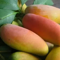 greenyon Mango Plant image 2