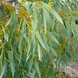 elitegreen Boxwood Plant-picture-26