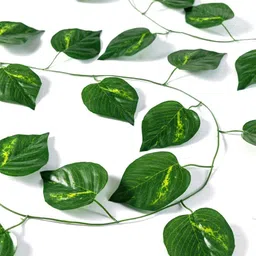 saikara collection Money plant Bail Hanging Vine Creeper Home Decor Door Wall Balcony Pack of 4 image 4