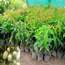 new debnathnursery Mango Plant image 4
