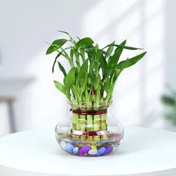 gabbro Two Layer Bamboo Plant-picture-18