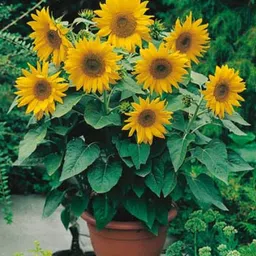 Sunflower Miniature Summer Flower Seed-image-56