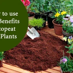 sd standalone Cocopeat_for_plants_Fertilizer 1KG SMOO53 Manure, Potting Mixture image 4