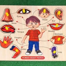 casadomani Knobs Parts Of Body Name Identification Matching Wooden Puzzle Board Toys-picture-15