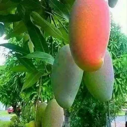 Mango Plant-image-38