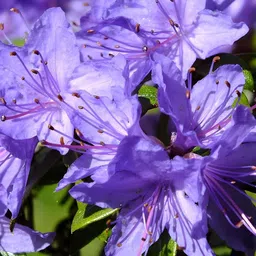 cloud farm Azalea plant image 3