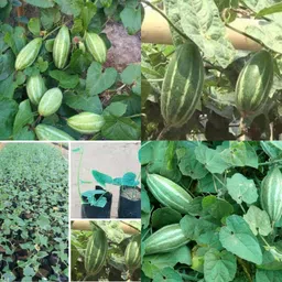 ibains Parwal seeds for home garden pack of 41 Seed-picture-16