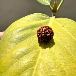 haridwarr 3 Mukhi Rudraksha, 3 face Rudraksha Kawach Three Rudraksh Locket Pendant Wood Locket image 4