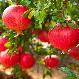 jarr Pomegranate Plant image 2