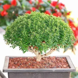 alogardening Ficus Bonsai image 2
