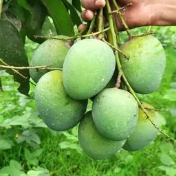 krishna himsagar mango Mango Plant-picture-10