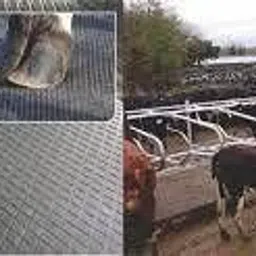 lcarno Premium Cow Mat, Feeding Mat, BPA Free, Easy Clean, Dishwasher Safe 24 mm Cow, Dog, Hamster, Guinea Pig, Miniature Pig Pet Mat image 3