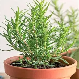 mataranursery Rosemary Plant image 2