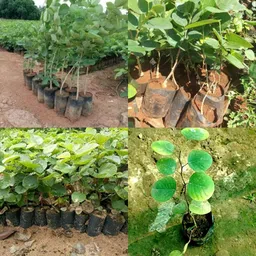 ibains Lal chandan seeds pack of 13 Seed-picture-16