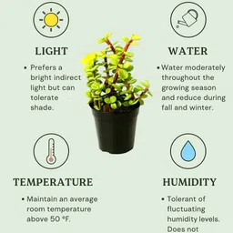 naturesnurseryy Jade Plant image 3