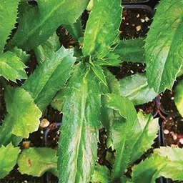 vibex Corriander Seed-picture-14